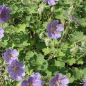 Geranium renardii 'Whiteknights'
